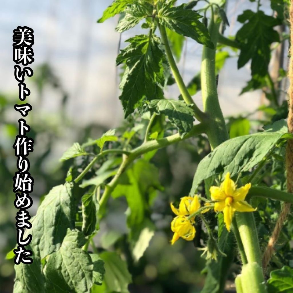横浜産トマト 花が咲き始めました 21年トマト 農家の食卓 小間園芸